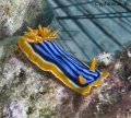 Nudibranchs and Flatworms contains: 94 photos