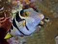 Reef Fish contains: 9 photos