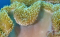 Anemonefish, clownfish, anemones, contains: 28 photos