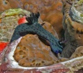 Nudibranchs and Flatworms contains: 94 photos