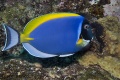 Triggerfish, Tangs, Parrotfish contains: 8 photos