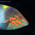 Wrasses, parrotfish, scorpionfish, lionfish contains: 18 photos