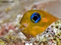 Gobbies, Blennies, Jawfish, Basslets, contains: 21 photos