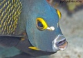 Angelfish,  Butterflyfish, Bannerfish contains: 22 photos
