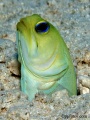 Gobbies, Blennies, Jawfish, Basslets, contains: 21 photos