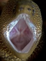 Sharks, Rays, Eels, Seasnakes, Turtles contains: 39 photos