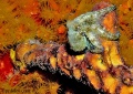 Cephalopods, Crustaceans, Jellyfish, worms contains: 51 photos