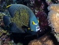 Angelfish,  Butterflyfish, Bannerfish contains: 22 photos