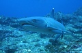 Cocos Islands - July 2006 contains: 41 photos