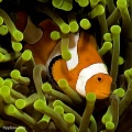 Anemonefish, clownfish, anemones, contains: 28 photos