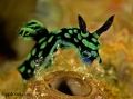 Best of Wakatobi  Pelagian Aug/Sept 2006 contains: 27 photos